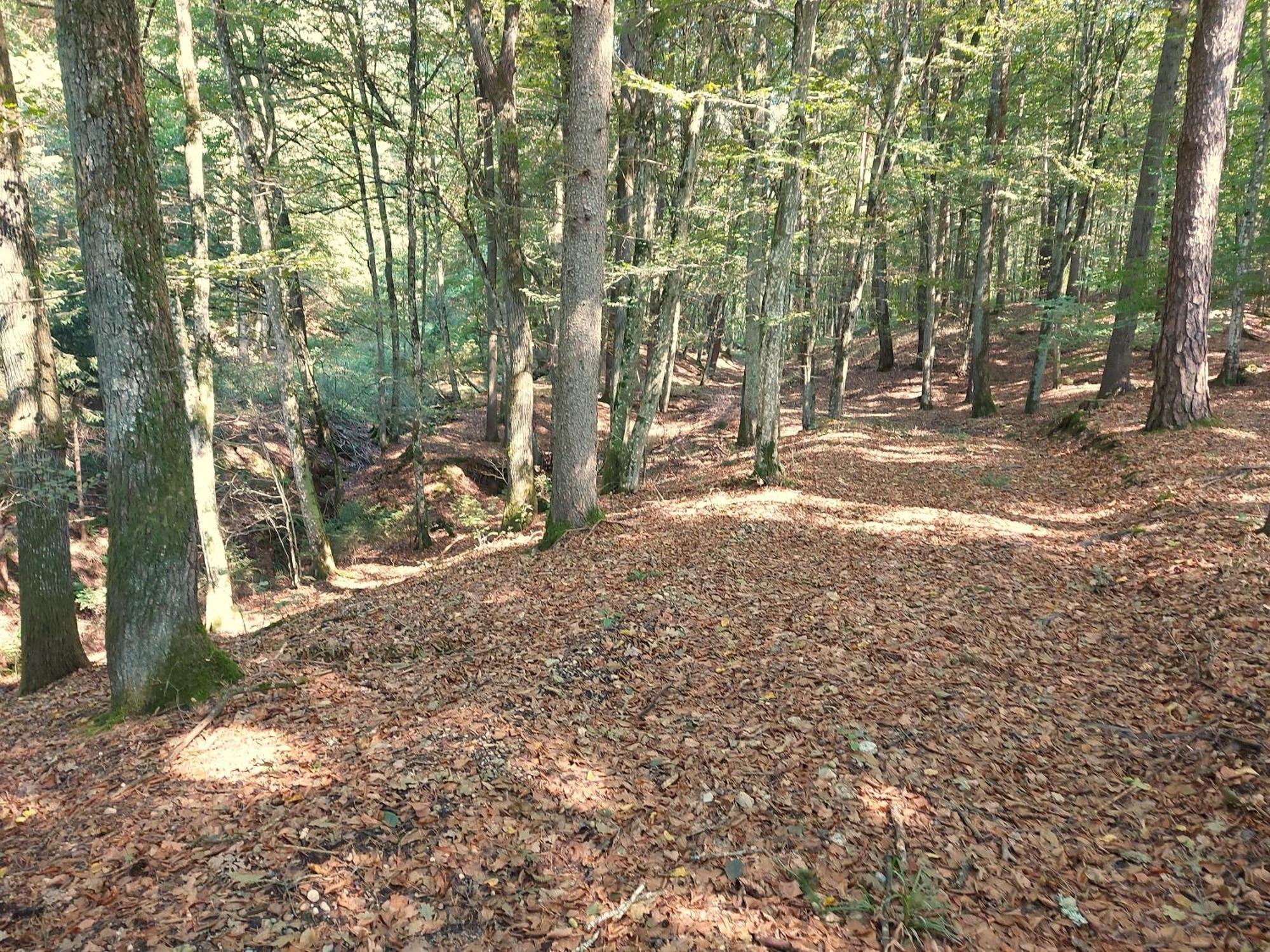 Landhaus Annmarie Limbach im Burgenland Extérieur photo
